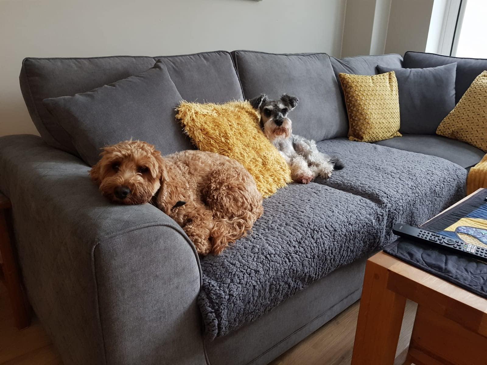 Two dogs relaxing on a grey blanket draped over a living room sofa