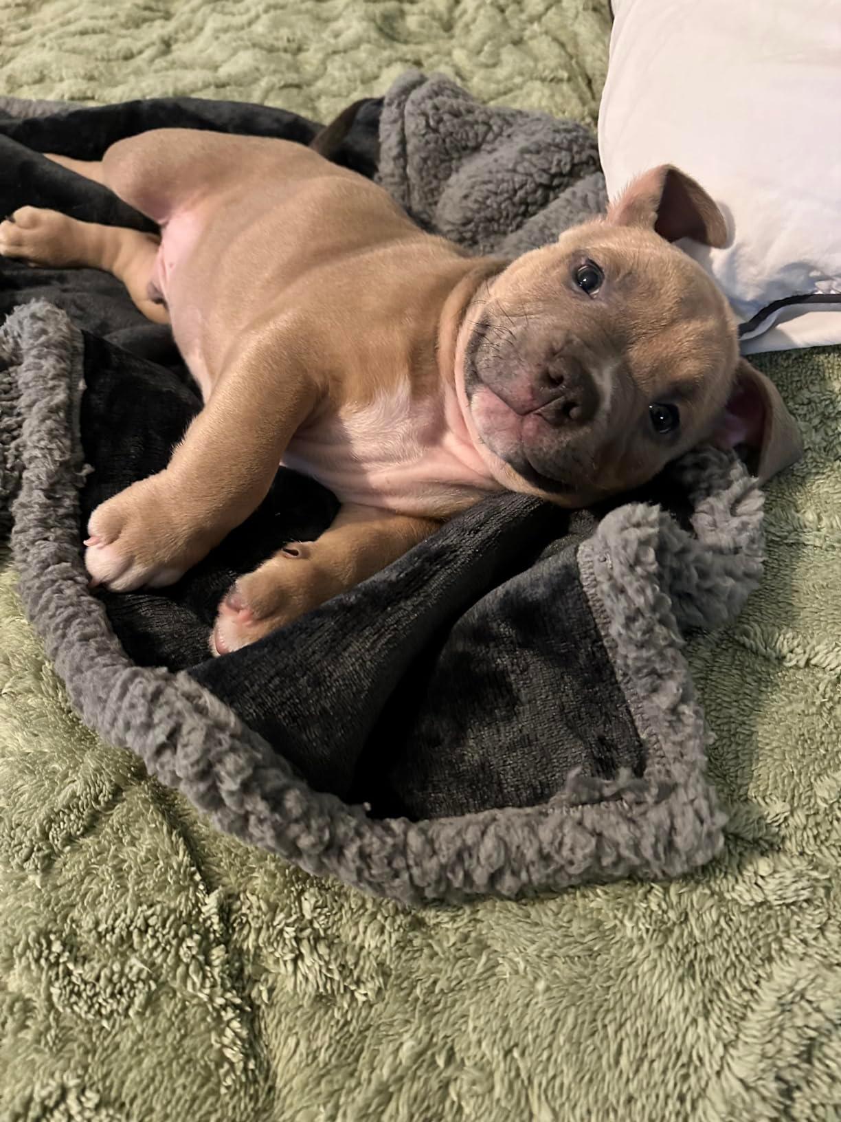 Puppy lying happily on a dual-sided grey velvet and sherpa blanket