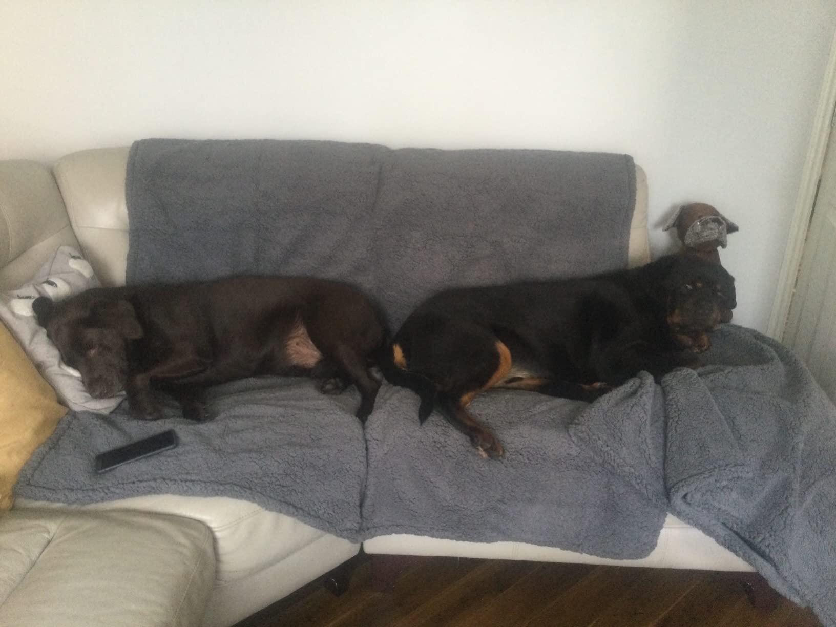 Two dogs sleeping on a grey Sanctuary Throw covering a cream sofa